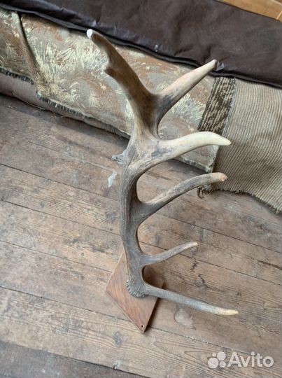 Рога оленя или лося