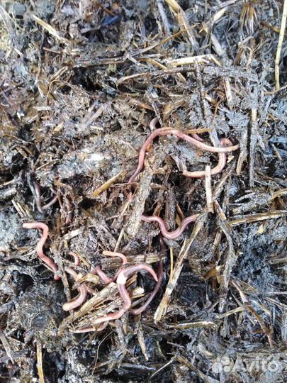 Черви для рыбалки (навозные)