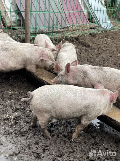 Поросята 2 месяца