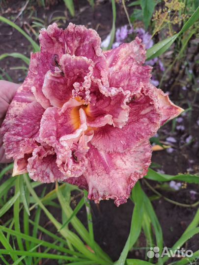 Лилии и лилейники