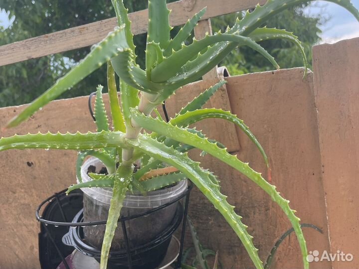 Алоэ столетник лечебный