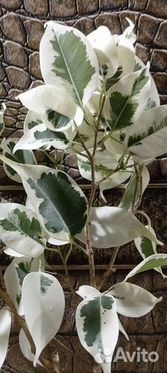 Фикус Твилайт (взрослый)