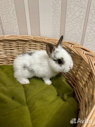 Мини карликовые кролики