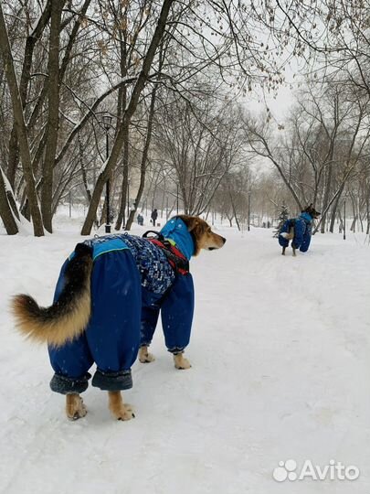 Зимний комбинезон для собаки