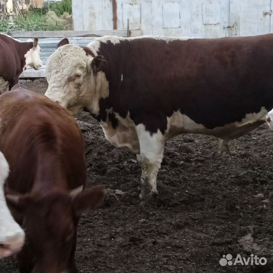 Быки на племя