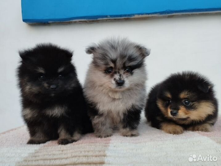 Померанские девочки