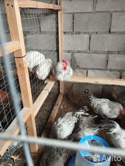 Яйцо инкубационное индоутки. Петушки породистые