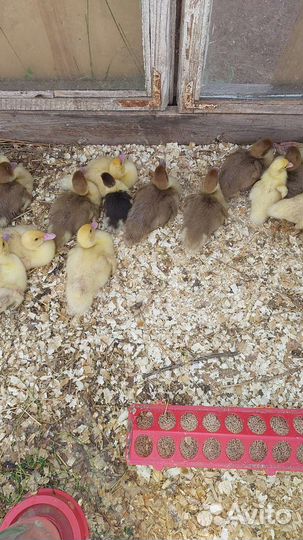 Мускусные утята индоутки