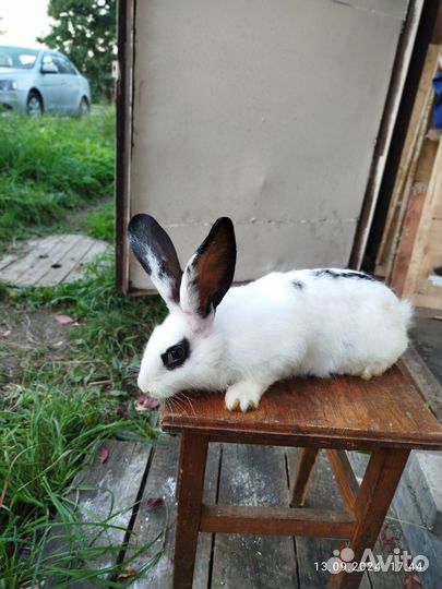Кролики мясных пород