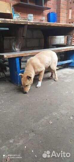 Отдам в добрые руки