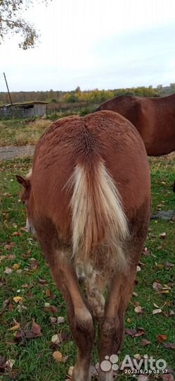 Продам жеребят