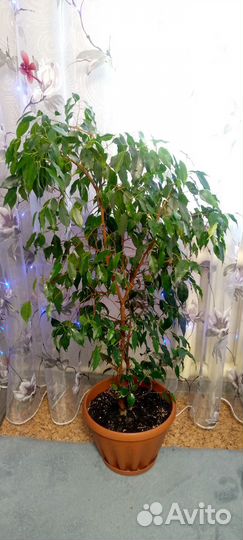 Фикус Бенджамена