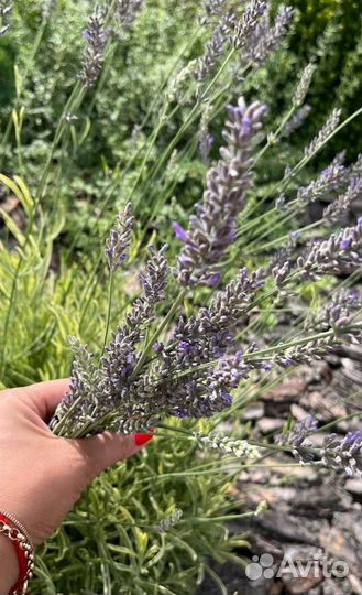 Лаванда вариегатная