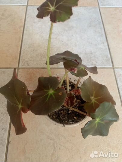 Фикус беджамина Наташа/бегония/пеллиония