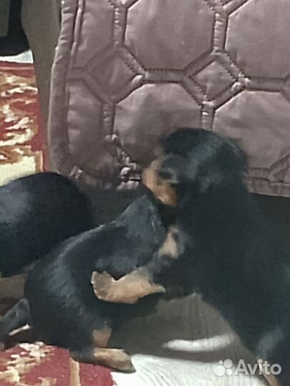 Йоркширский терьер мини