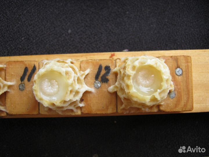 Маточное молочко (нативное)