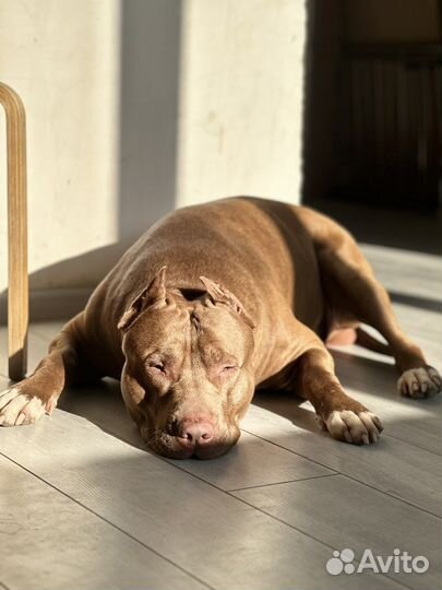 Ищем собаку питбуля девочку для вязки