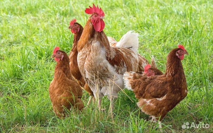 Курочки несушки фермерские