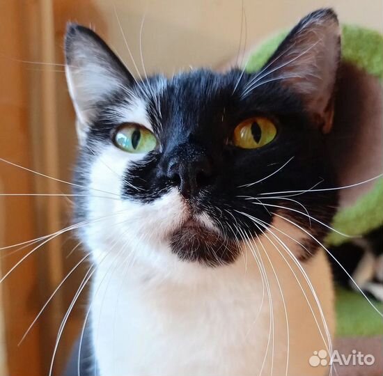 Кошки из приюта в дар