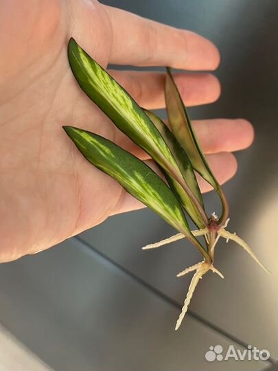 Хойя кентиана вариегатная