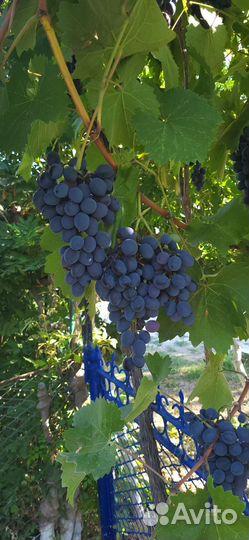 Виноград на вино