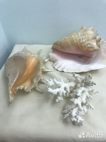 Натуральный коралл морские ракушки