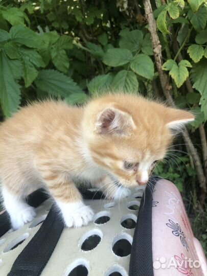 Котята бесплатно