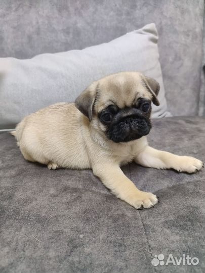 Щенки мопса