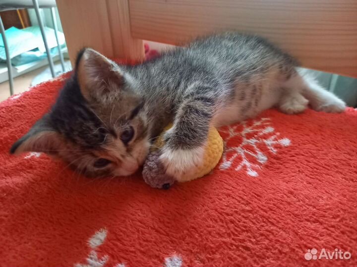 Отдам котёнка в добрые руки