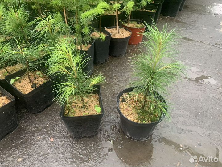 Саженцы кедра сибирского зкс