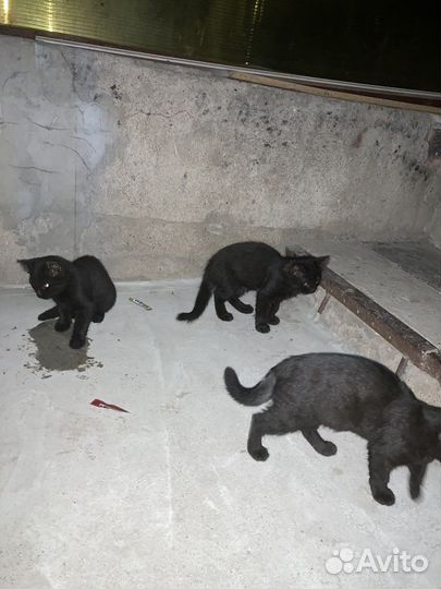 Красивые котята с мамой