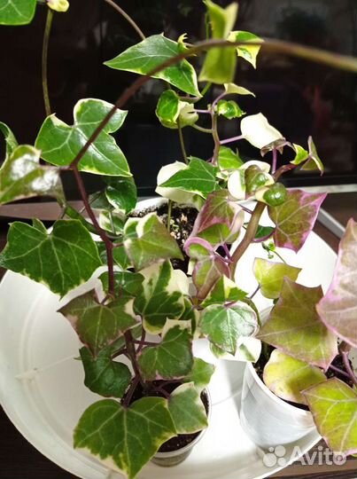 Крестовник крупноязычковый