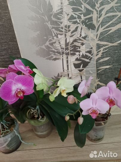 Орхидеи фаленопсис