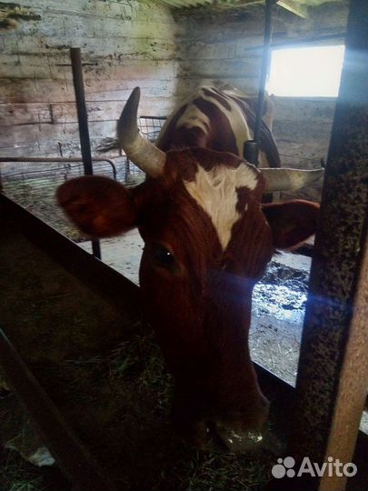Корова дойная