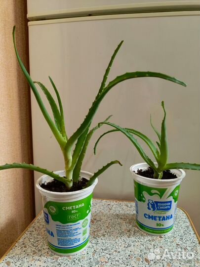 Алоэ лечебный