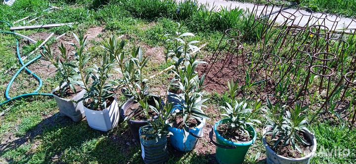 Олеандр обычный. Розовый