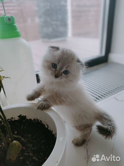 Шотландские котята