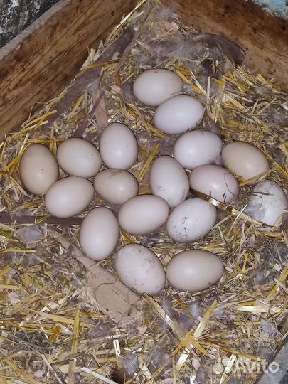 Инкубационное яйцо мускусной утки