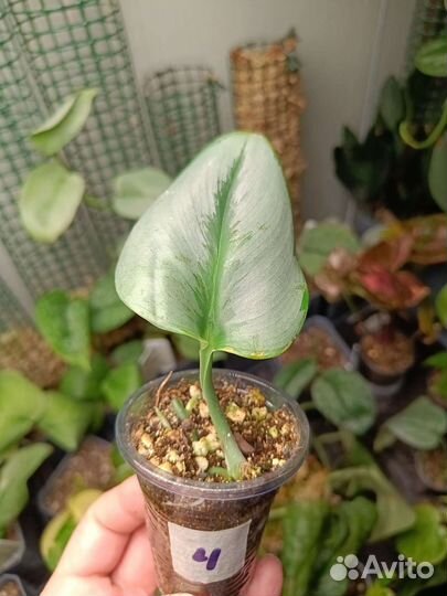 Сциндапсус Мунлайт