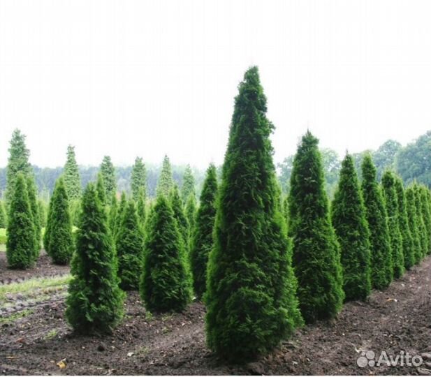 Туи, колумба