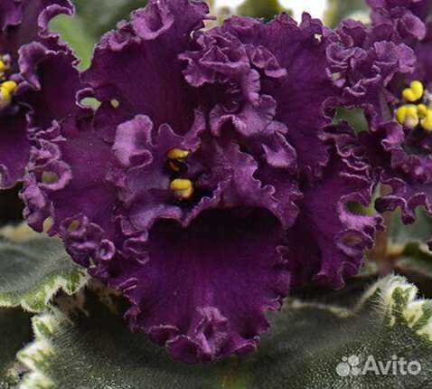 Сортовые фиалки. Цветущие. Стартеры, детки