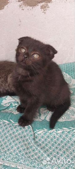 Котик бесплатно