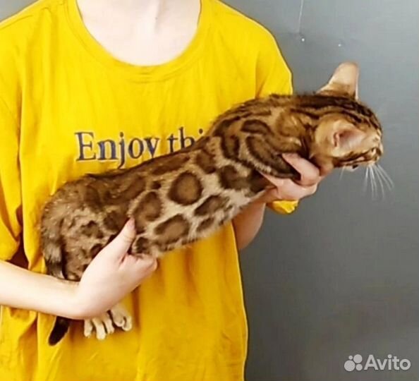 Манчкины коротколапые