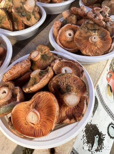 Рыжики грибы