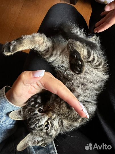 Котята бесплатно