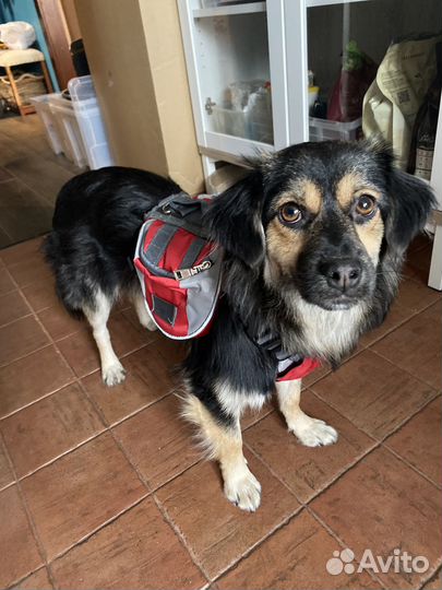 Шлейка для собак с рюкзаком и карманами на спину