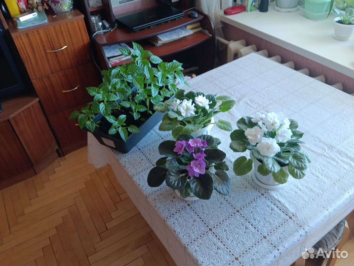 Комнатные цветы фиалки