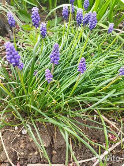 Розмарин, лаванда саженцы, мускари цветы