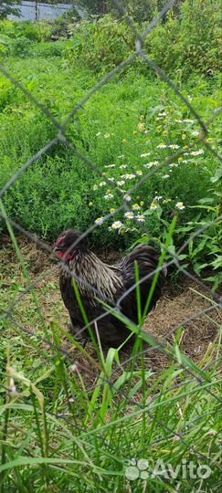 Петух карликовый кохинхин
