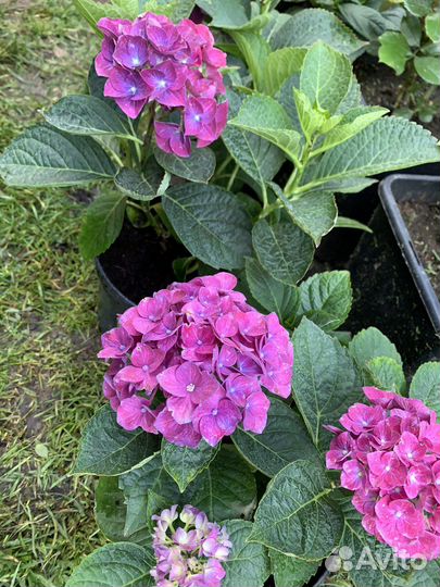 Гортензия крупнолистная